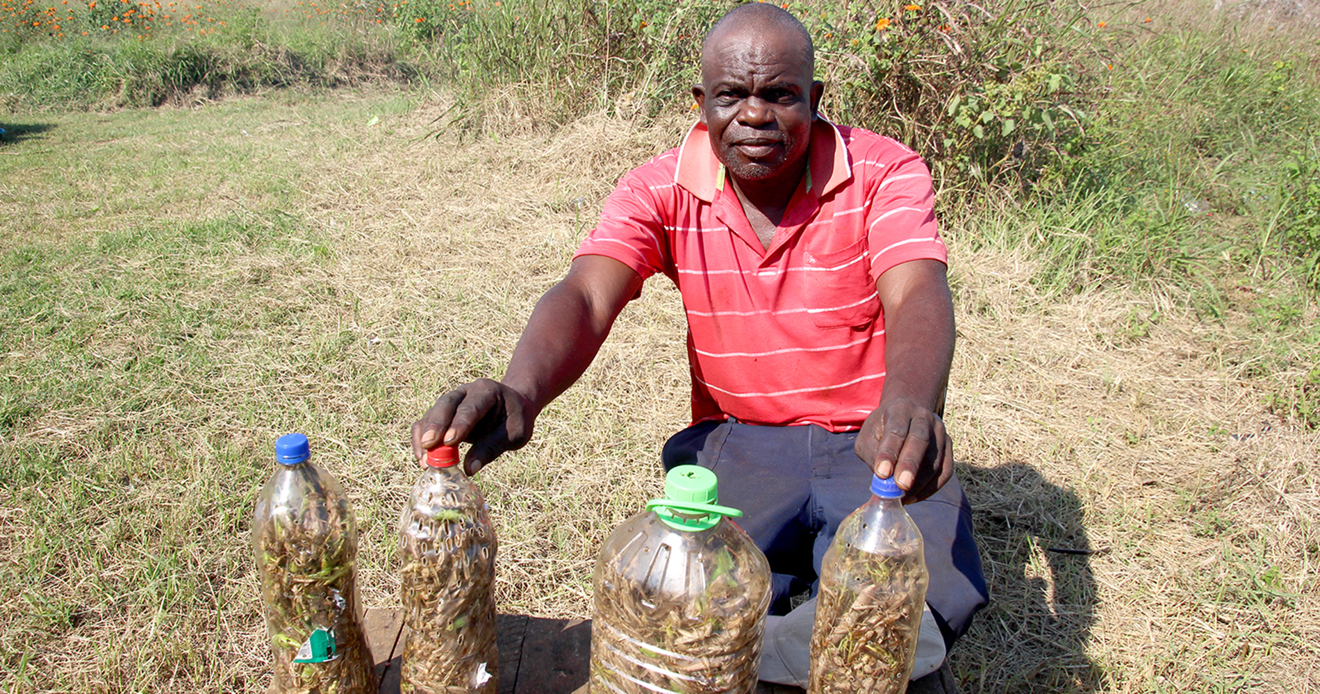 Recent rains bring windfall for local locust harvesters
