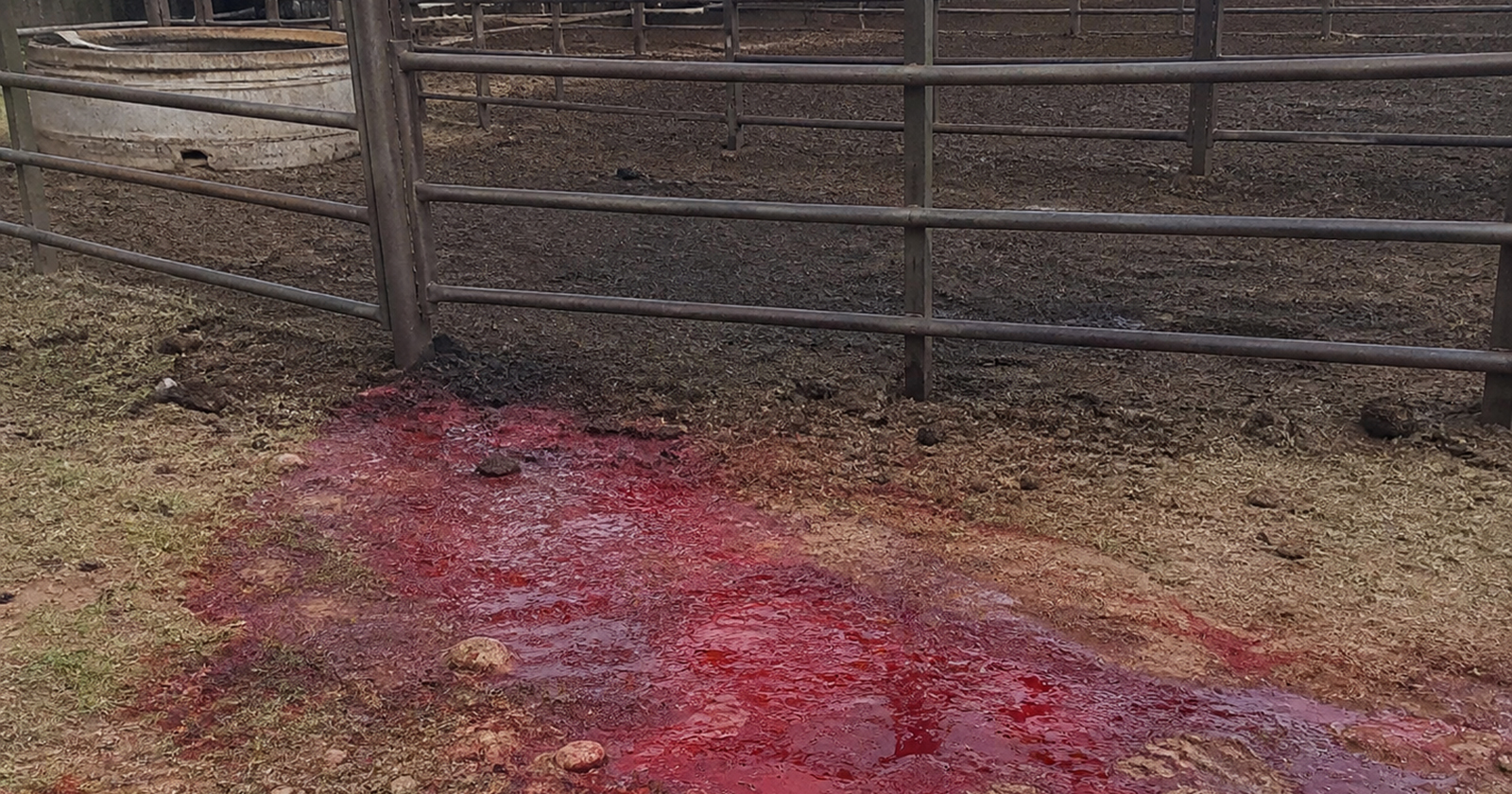 Police hunt stock theft suspects after slaughter of bull