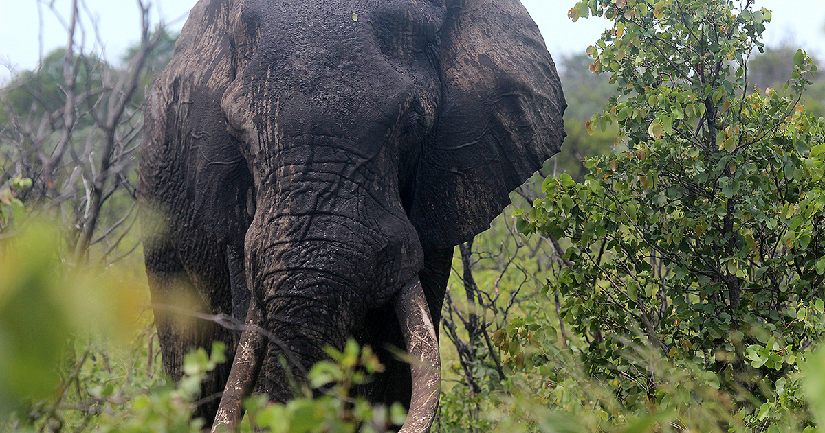 Rogue elephants strike fear into Sigonde village again