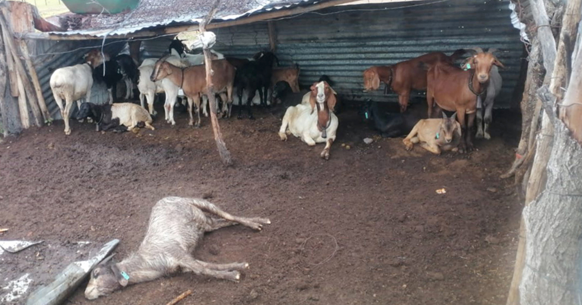 Pack of stray dogs causing havoc at Tshikhudini