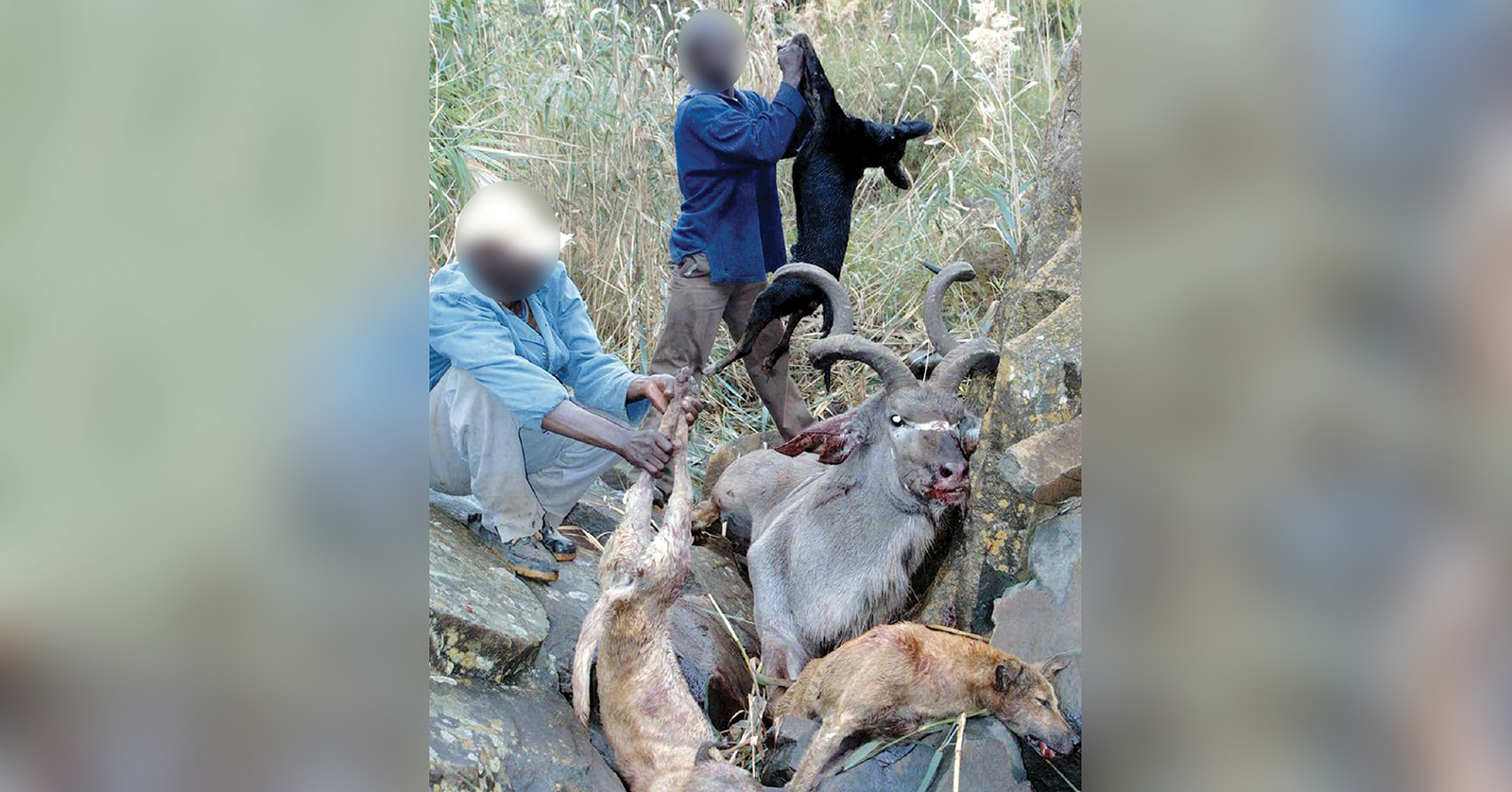 SPCA warns of cruelty in the illegal hunting with dogs