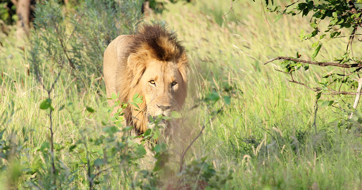 Lion sighting claim at Domboni dismissed