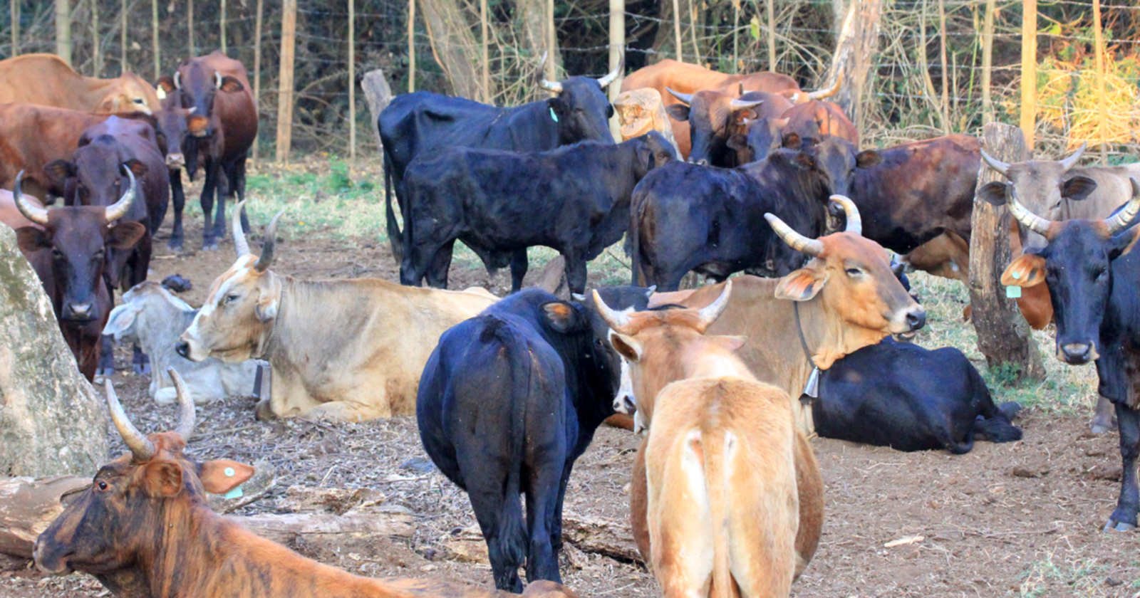 DA raises concern over FMD vaccination records in Limpopo