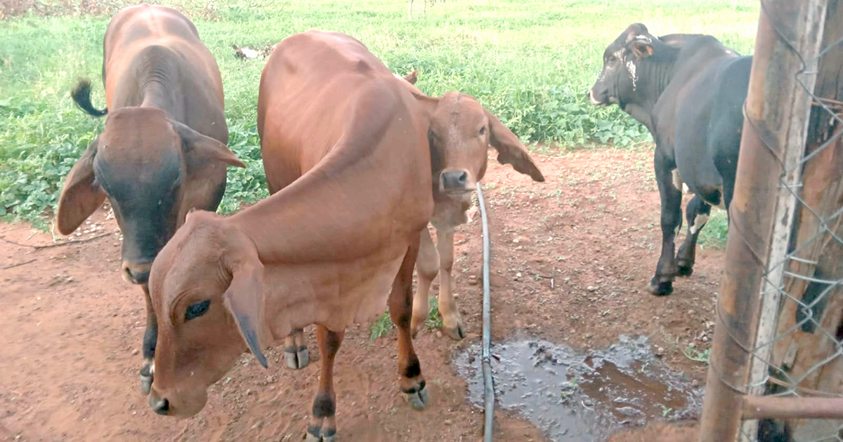 Broken “red line” fence exposes livestock to deadly disease threat