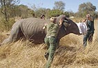 White rhinos back at Mapungubwe