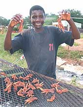 Chicken feet pay Sylvester's school fees