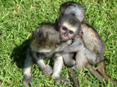 Vermin now protected species