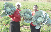 Fruit from a barren land