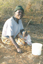 Pensioner supplements old age grant with termites
