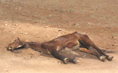 A struggle for survival as drought worsens