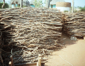 Mopane trees: The management of a national treasure