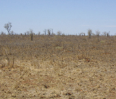 Kruger is dry, but not that dry