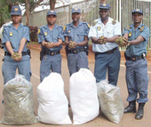 Police makes dagga bust at Tshikweta