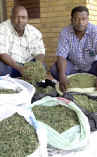 Two women arrested in dagga bust