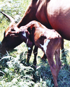 Calf without tail shocks Mudzidzidzi Village