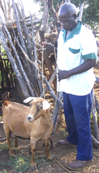 “He raped my goat …”