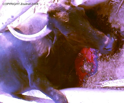 Bungeni community concerned about stock theft