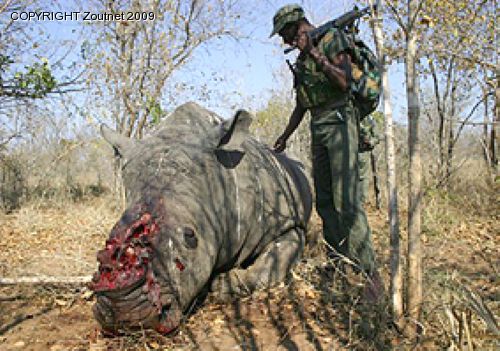 Syndicate busted for poaching rhino horn