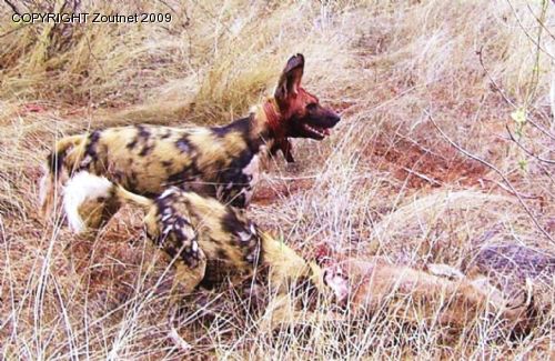 Conservation group needs information on wild dogs and cheetahs