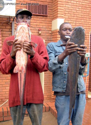 Fisherman brave crocodiles to put food on the table