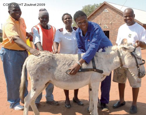 Province to promote donkeys as cheap transport