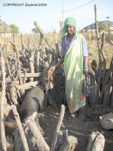 Granny upset with man who "rapes" her pig