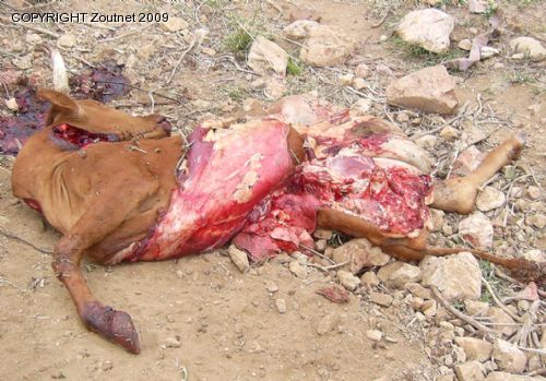Do not delay to report suffering animals, says SPCA