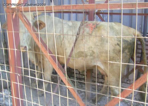 Treatment of stray animals upset SPCA