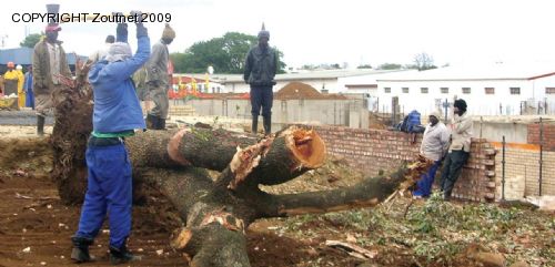 Happiness short-lived when tree is chopped down