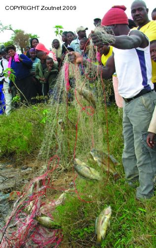 Net fishing causes deaths of fish and crocs in Nandoni