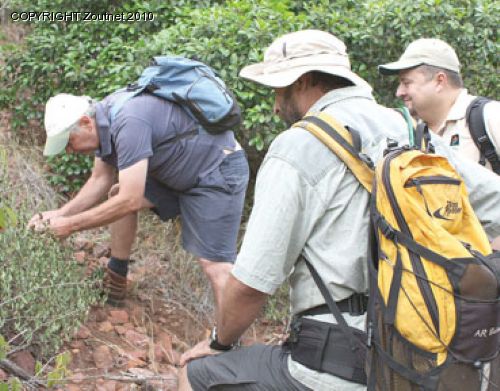 Conservationists to help save local flora