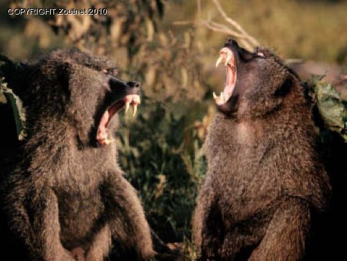 Baboons terrorise residents