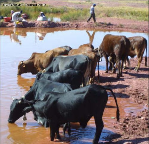 Humans and livestock share same source of water