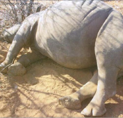 Suspected rhino poacher´s case postponed