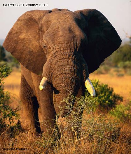 Woman trampled to death by elephant