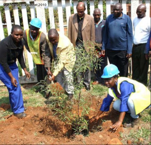 Construction Company replaces trees destroyed