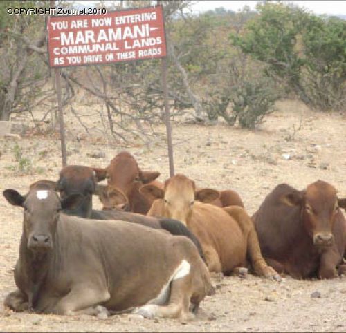 Botswana rangers accused of starving cattle