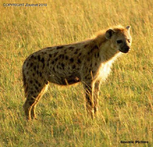 Five year-old girl attacked by hyena