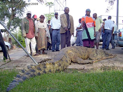Another croc strikes