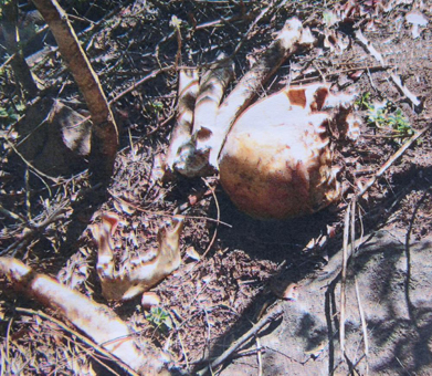 Mysterious skull found