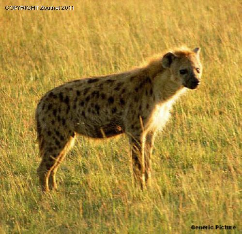 Zim girl killed by hyena