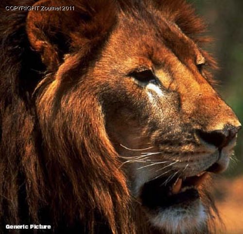 No end in sight to lion problem
