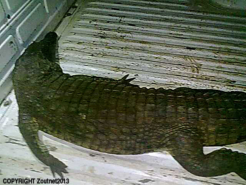 Crocodile scare at Siloam village