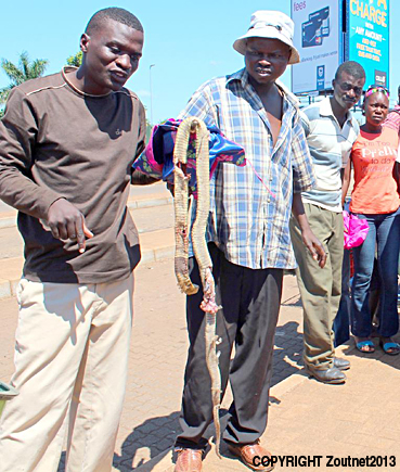 Hissing cobra pinches a ride in taxi to Maniini village
