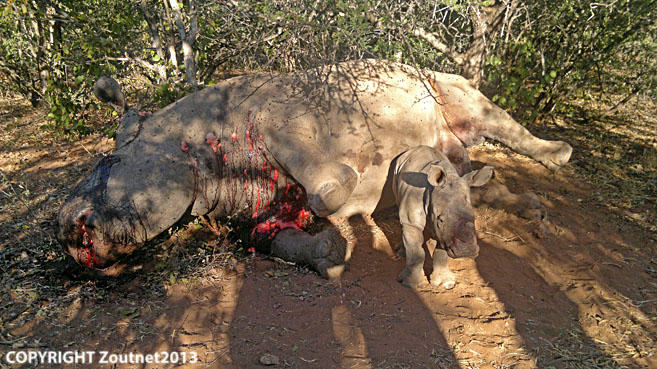 Poachers slay mother, leave calf for dead