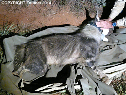 Help needed to recover missing hyena collar