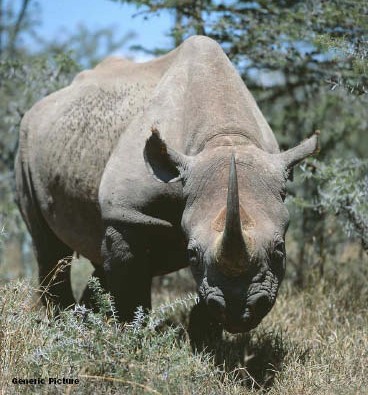 Suspected rhino poachers shot dead