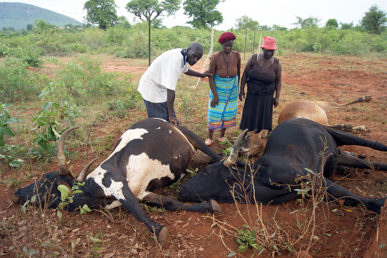 Lightning strikes eight cows to death