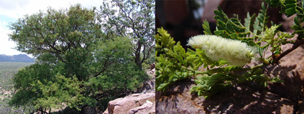Newly described endemic tree for Soutpansberg