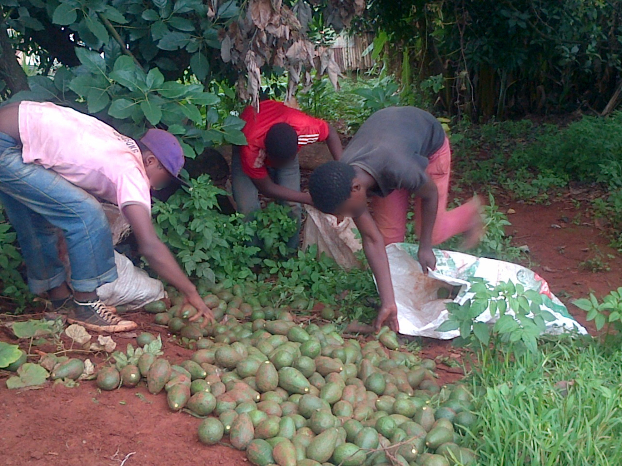 Alleged avocado thieves caught red-handed